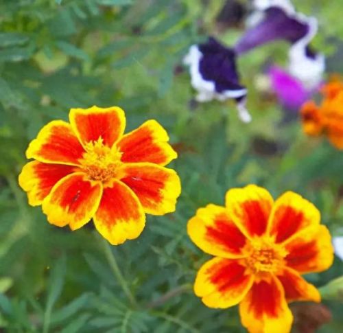 孔雀开屏花(孔雀求偶开屏搞笑动图)