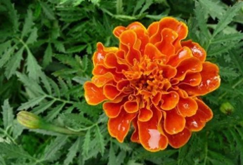 孔雀开屏花(孔雀求偶开屏搞笑动图)插图10