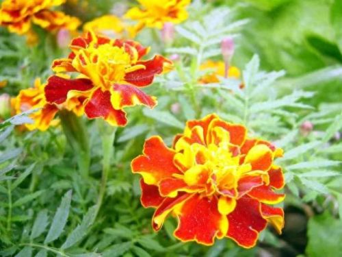 孔雀开屏花(孔雀求偶开屏搞笑动图)插图31