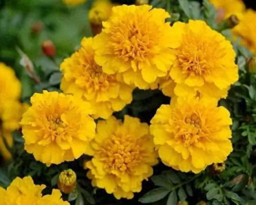 孔雀开屏花(孔雀求偶开屏搞笑动图)插图3