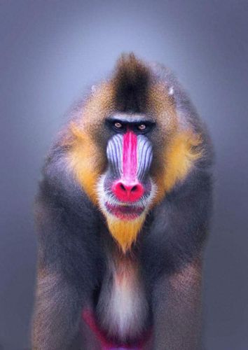 以下哪种动物属于猴科动物(哪些动物不是保护动物)插图10