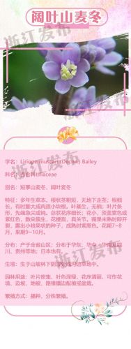 痒痒树是什么树(怕痒痒的树)插图1