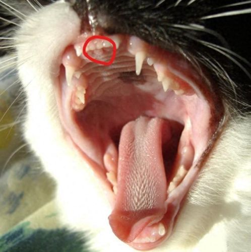 猫咪闻到臭脚后为什么会张开嘴(猫咪看见我嘴巴微微张开是啥反应)插图3
