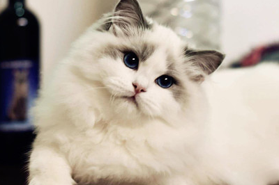 猫咪物语(猫咪物语怎么钓鱼)插图