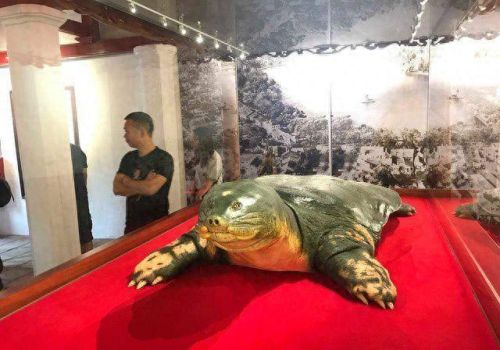 体型最大的海龟是什么龟(三种最旺家宅的乌龟)插图
