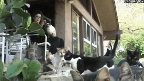 猫咪闻到臭脚后为什么会张开嘴(猫咪看见我嘴巴微微张开是啥反应)插图5