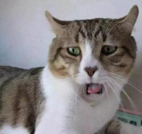 猫咪闻到臭脚后为什么会张开嘴(猫咪看见我嘴巴微微张开是啥反应)插图1