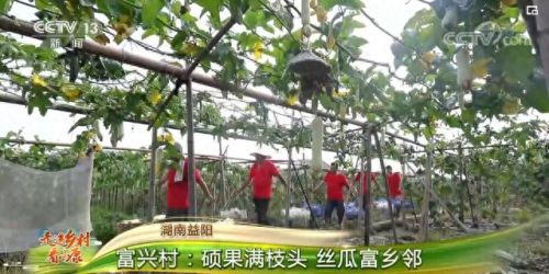 小猪草莓丝瓜深夜释放自己(罗志祥代言草莓丝瓜黄)插图2