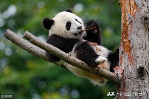 竹子实际上是(竹子实际上是什么)插图