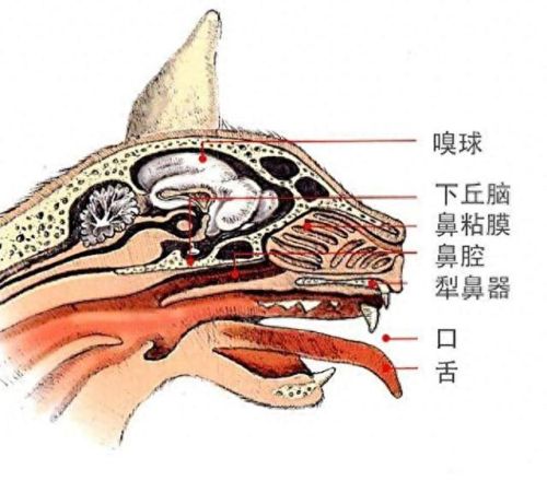 猫咪闻到臭脚后为什么会张开嘴(猫咪看见我嘴巴微微张开是啥反应)插图4