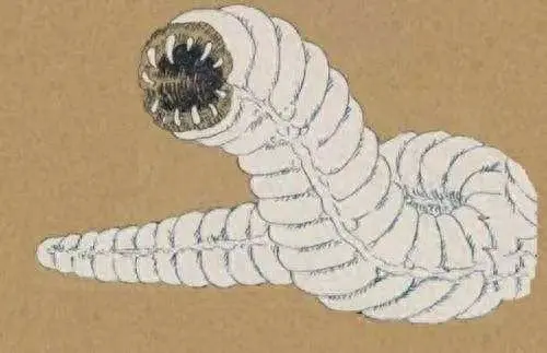 死亡蠕虫的图片大全(死亡蠕虫完整图)插图2
