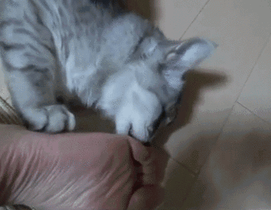 猫咪闻到臭脚后为什么会张开嘴(猫咪看见我嘴巴微微张开是啥反应)插图6