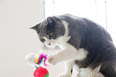 猫咪物语(猫咪物语怎么钓鱼)插图1