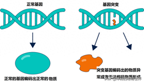 竹子实际上是(竹子实际上是什么)插图6