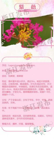 痒痒树是什么树(怕痒痒的树)插图