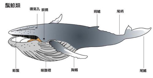 洛克王国深蓝鲸怎么超进化(洛克王国深海巨螯可以进化吗)插图3