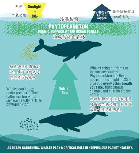 洛克王国深蓝鲸怎么超进化(洛克王国深海巨螯可以进化吗)