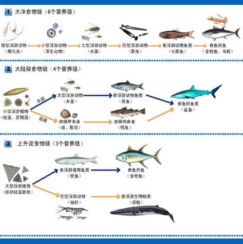 洛克王国深蓝鲸怎么超进化(洛克王国深海巨螯可以进化吗)插图6