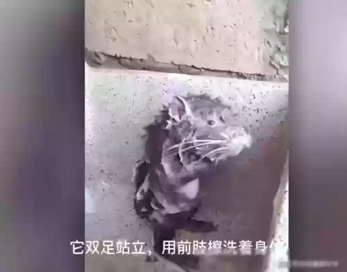 动物之战核弹阵容搭配推荐(动物战争模拟器mod菜单大全)