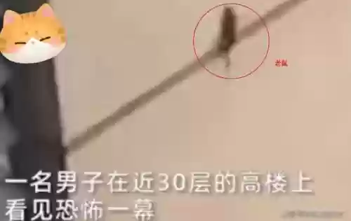 动物之战核弹阵容搭配推荐(动物战争模拟器mod菜单大全)插图1