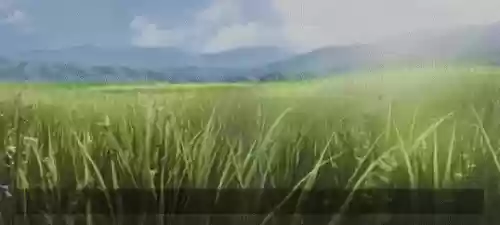 王者荣耀吸血最强阵容搭配(王者荣耀吸血最快的英雄)插图