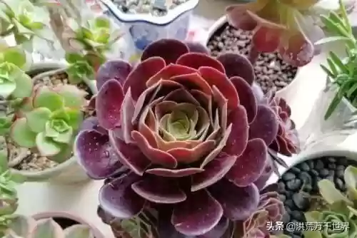 阴阳师十大法师阵容(阴阳师式神搭配)插图5