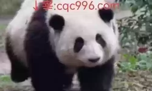 魔幻传奇阵容搭配图表最新插图
