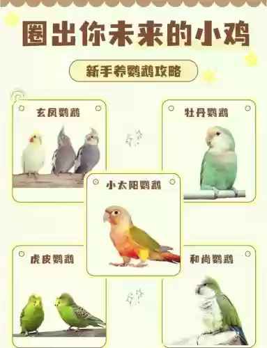 鹦舞阵容插图1