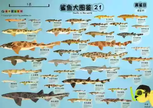 鲨鱼斑阵容插图