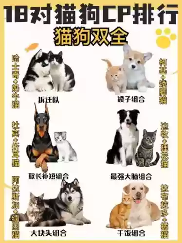 猫狗阵容搭配