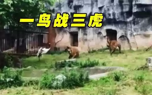 老虎白鹤阵容_2