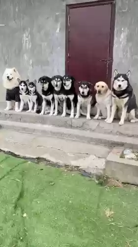 9狗阵容插图