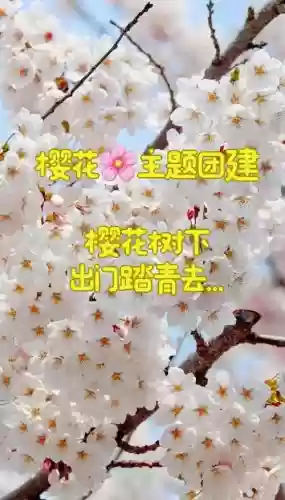 樱花活动阵容插图