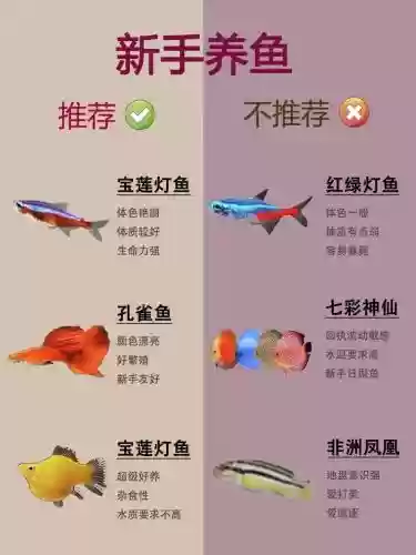 专业养鱼阵容_1插图