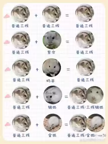 仓鼠朋友阵容插图