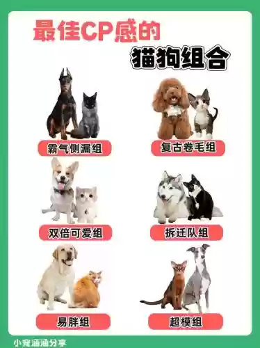 猫狗阵容搭配插图