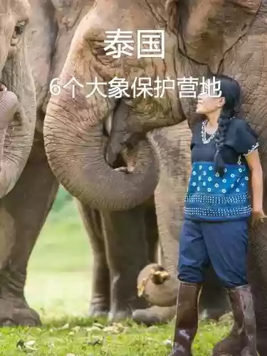 大象保护阵容