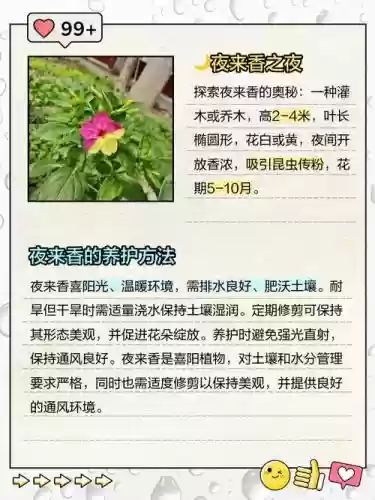 夜来香软件攻略