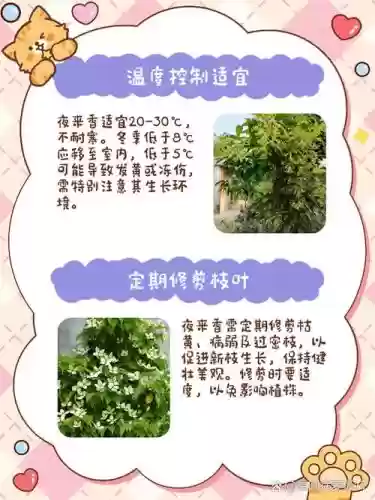 夜来香软件攻略插图