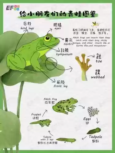 青娃的技能_1插图 青娃的技能_1插图