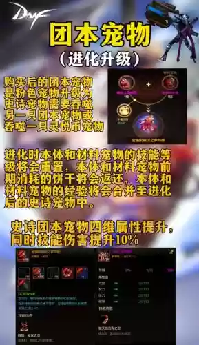 dnf怎么宠物装备强化_1插图