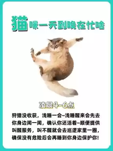 业务繁忙的猫攻略