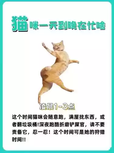 业务繁忙的猫攻略插图