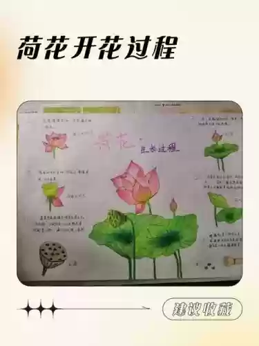 百里莲花并蒂开攻略版，百里莲花并蒂开元泱攻略插图