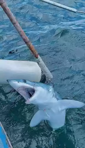钓大白鲨需要什么装备，海钓大白鲨鱼视频插图