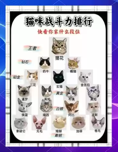 猫咪大战争最强的阵容搭配，猫咪大战争强力角色插图1
