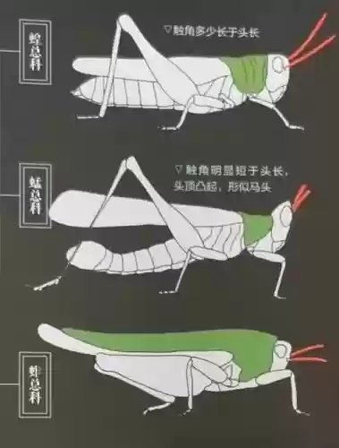 7.4蚂蚱技能加点，蚂蚱怎么加点插图
